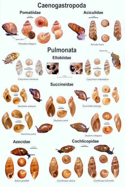 An Illustrated Guide to the Land Snails of the British Isles | NHBS ...