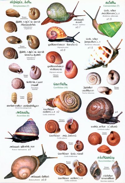 Sri Lankan Snails: A Popular Colour Guide [Tamil] | NHBS Field Guides ...