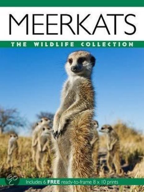 Meerkats