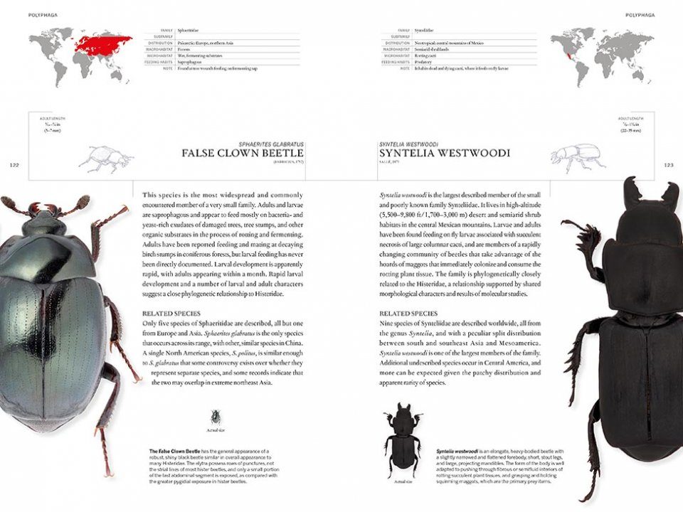 The Book Of Beetles A Lifesize Guide To Six Hundred Of