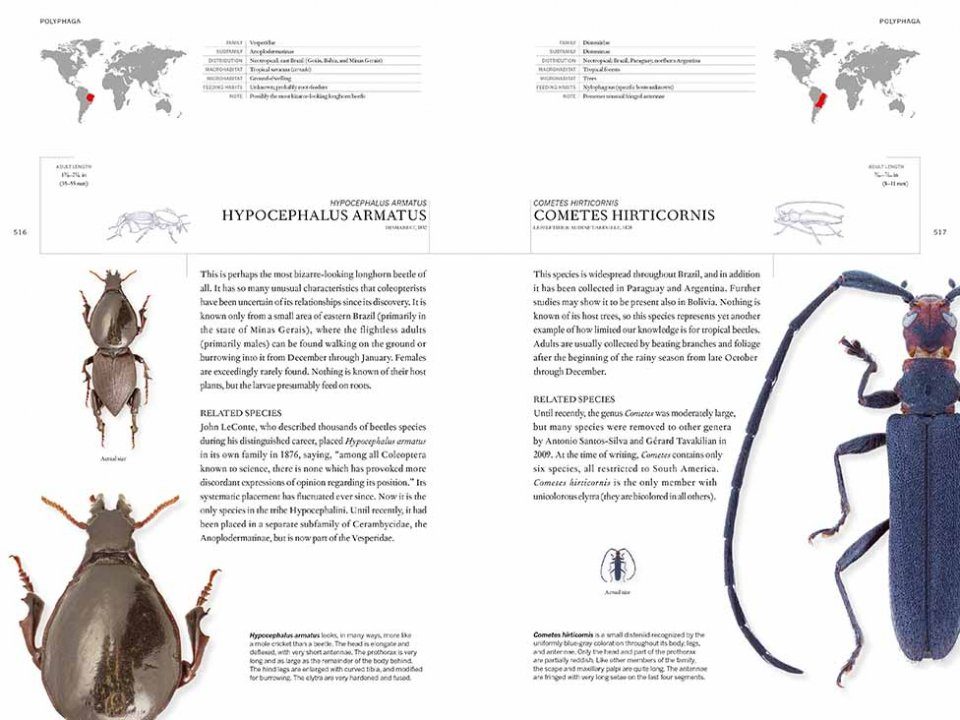 The Book Of Beetles A Lifesize Guide To Six Hundred Of