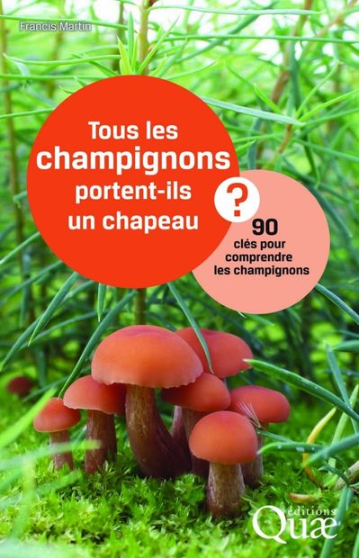 Tous Les Champignons Portent-ils Un Chapeau?
