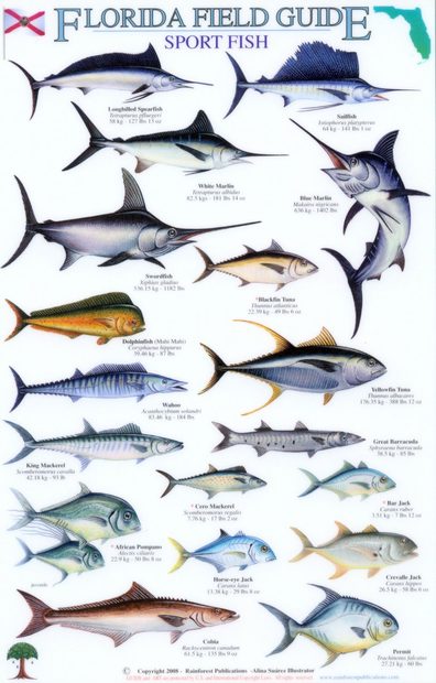 Florida Field Guide, Sport Fish | NHBS Field Guides & Natural History