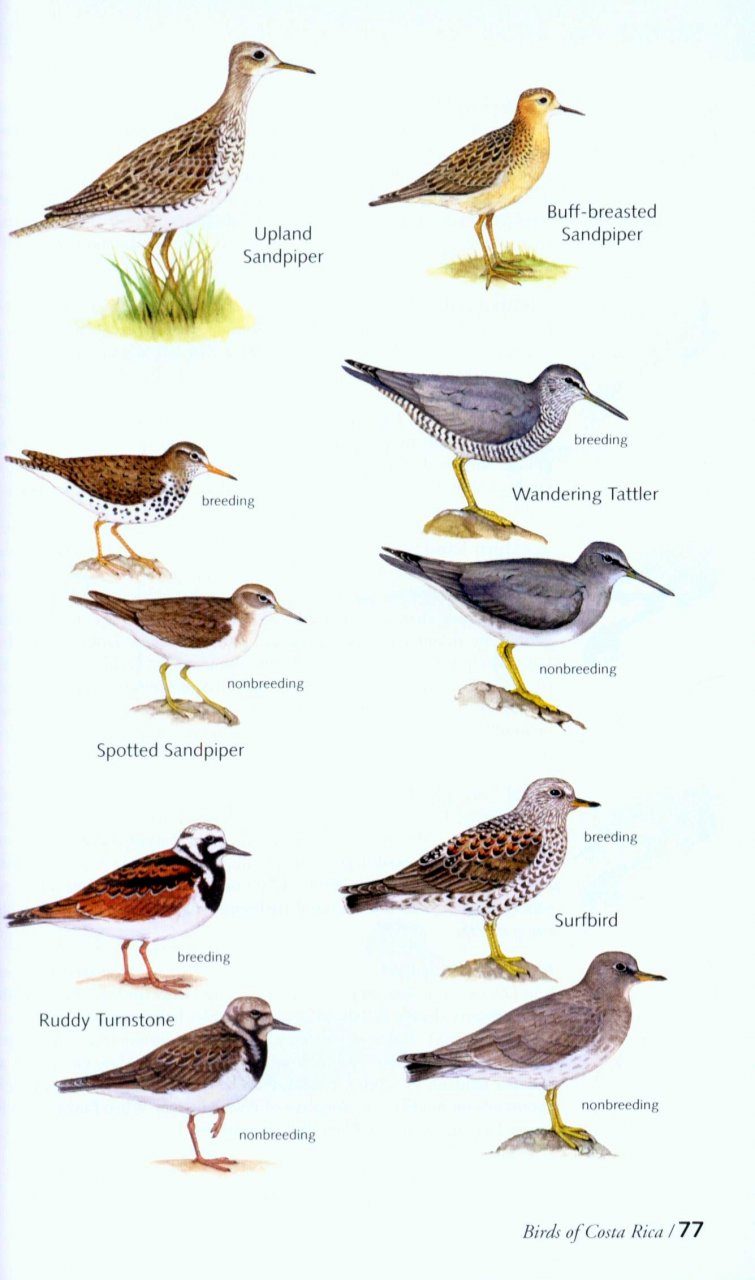 A Guide To The Birds Of Costa Rica Helm Field Guides