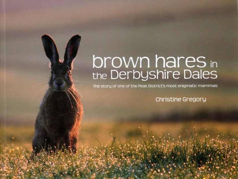 Brown Hares in the Derbyshire Dales