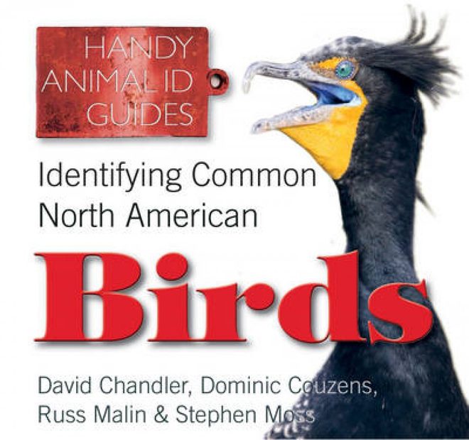 Identifying Common North American Birds