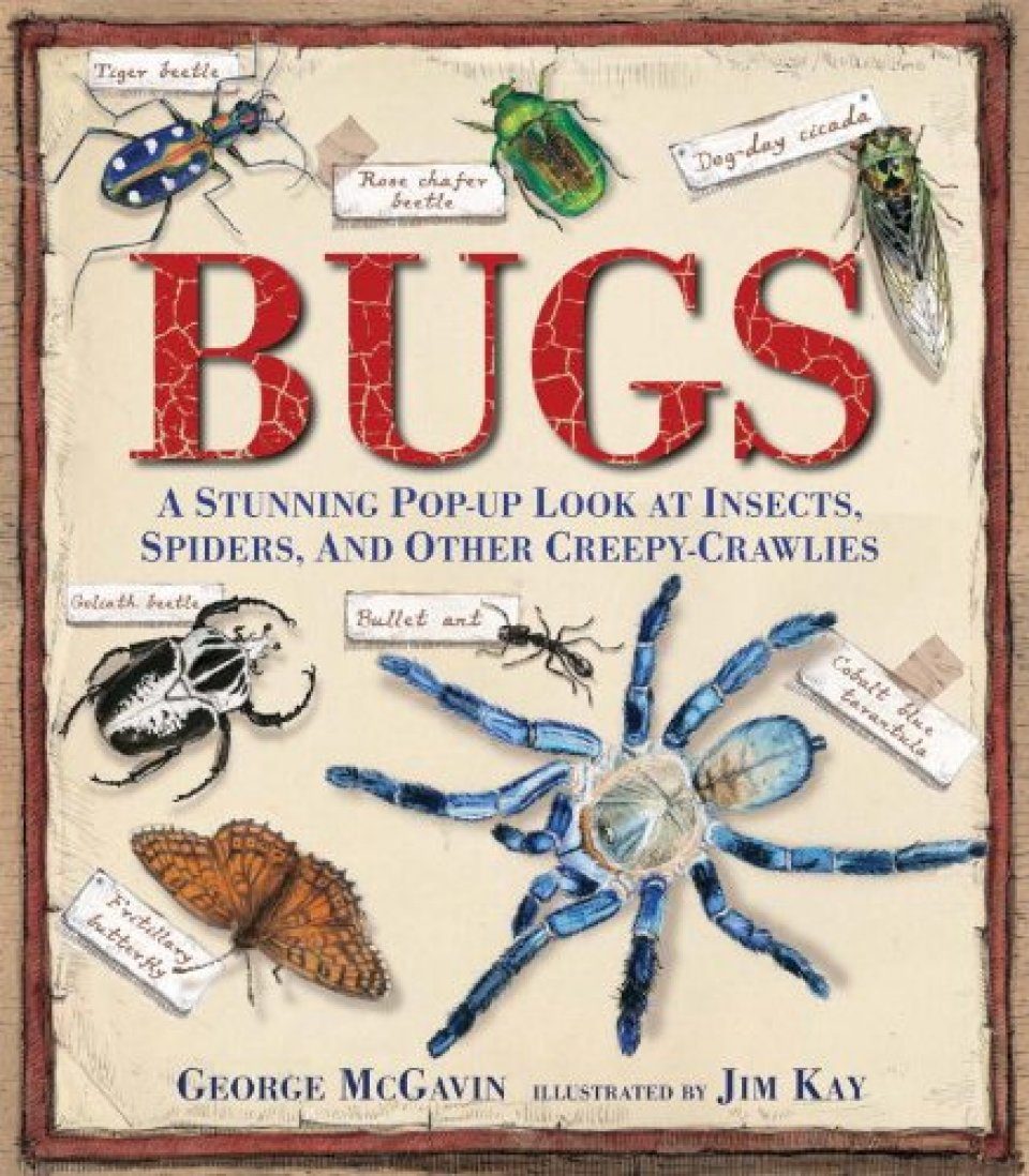 Bugs A Stunning Pop Up Look At Insects Spiders And
