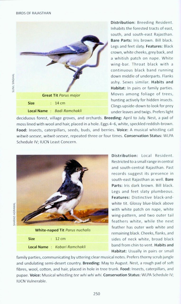 Birds of Rajasthan | NHBS Field Guides & Natural History
