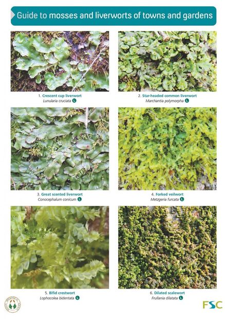 Guide to Mosses and Liverworts of Towns and Gardens