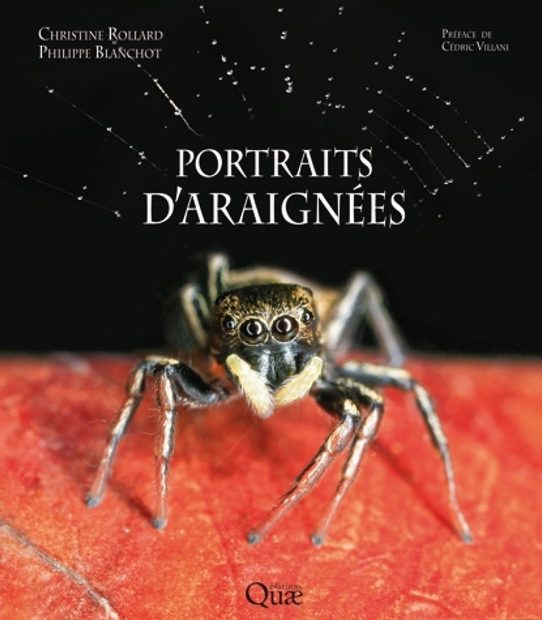 Portraits d'Araignées