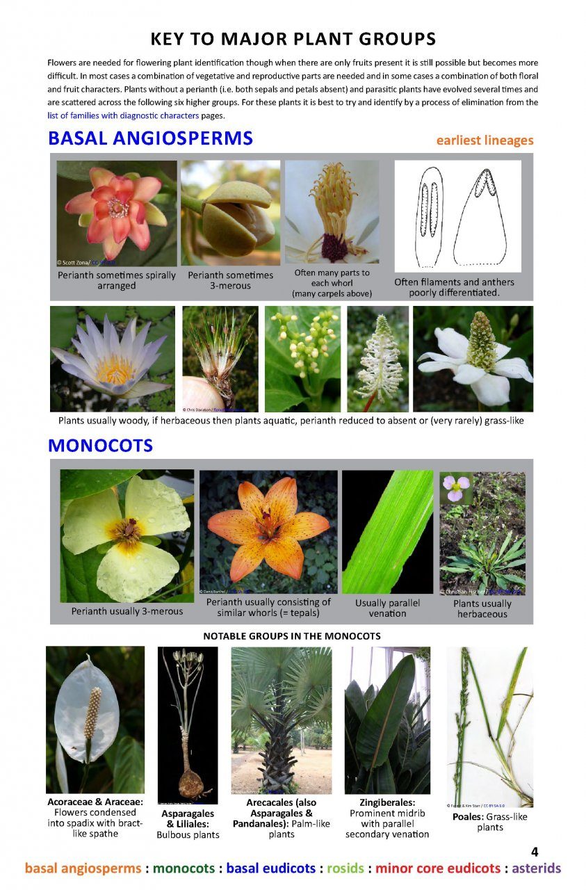 all flowering plants Archives - Nationbloom