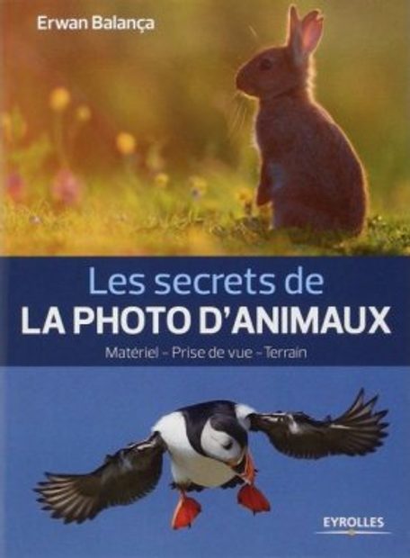 Les Secrets de la Photo d'Animaux