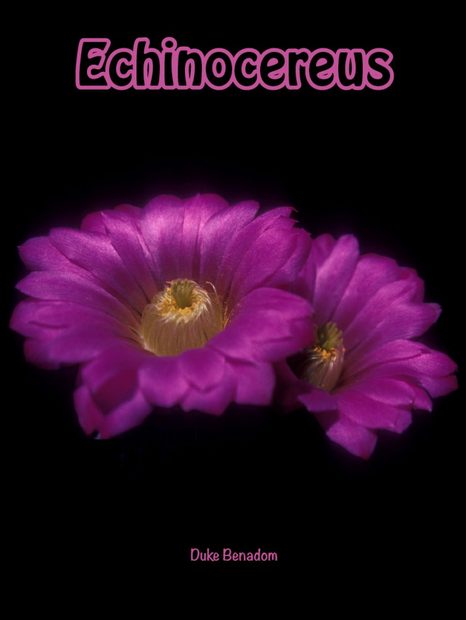 Echinocereus