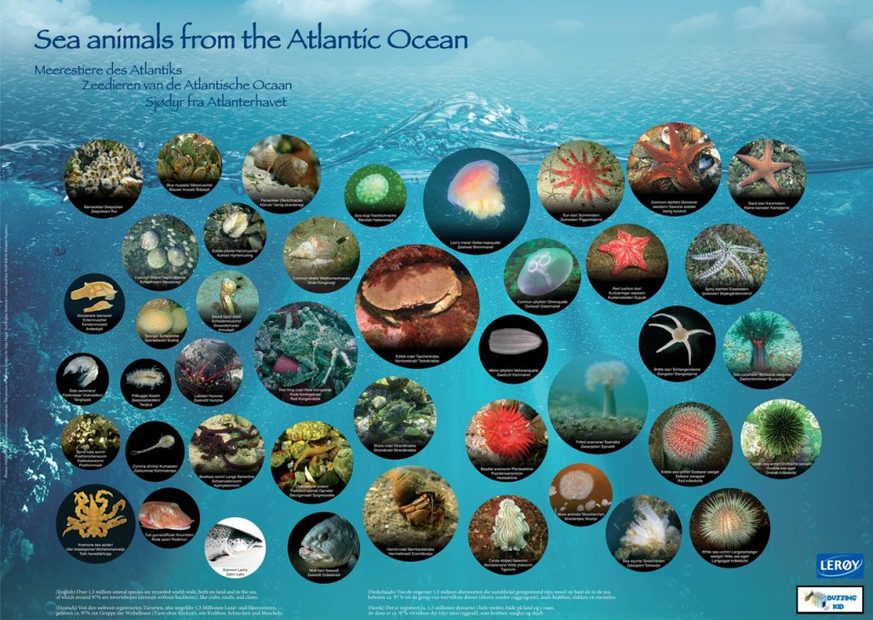 Sea Animals from the Atlantic Ocean / Meerestiere des Atlantiks ...