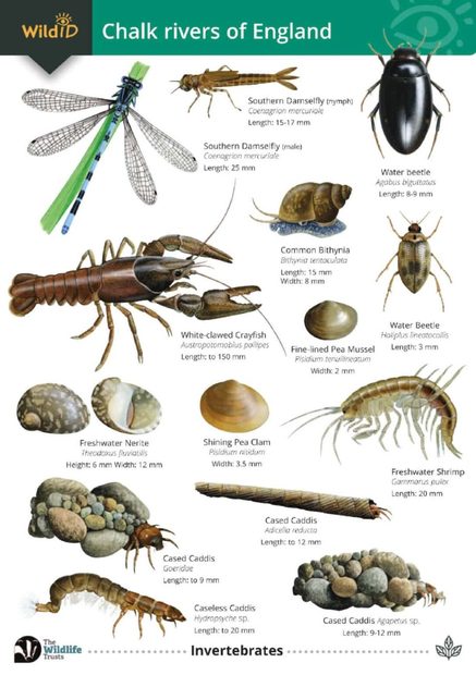 Guide to Chalk Rivers of England