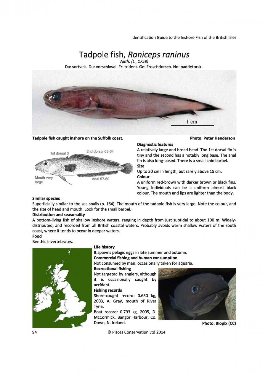 Identification Guide to the Inshore Fish of the British Isles | NHBS ...