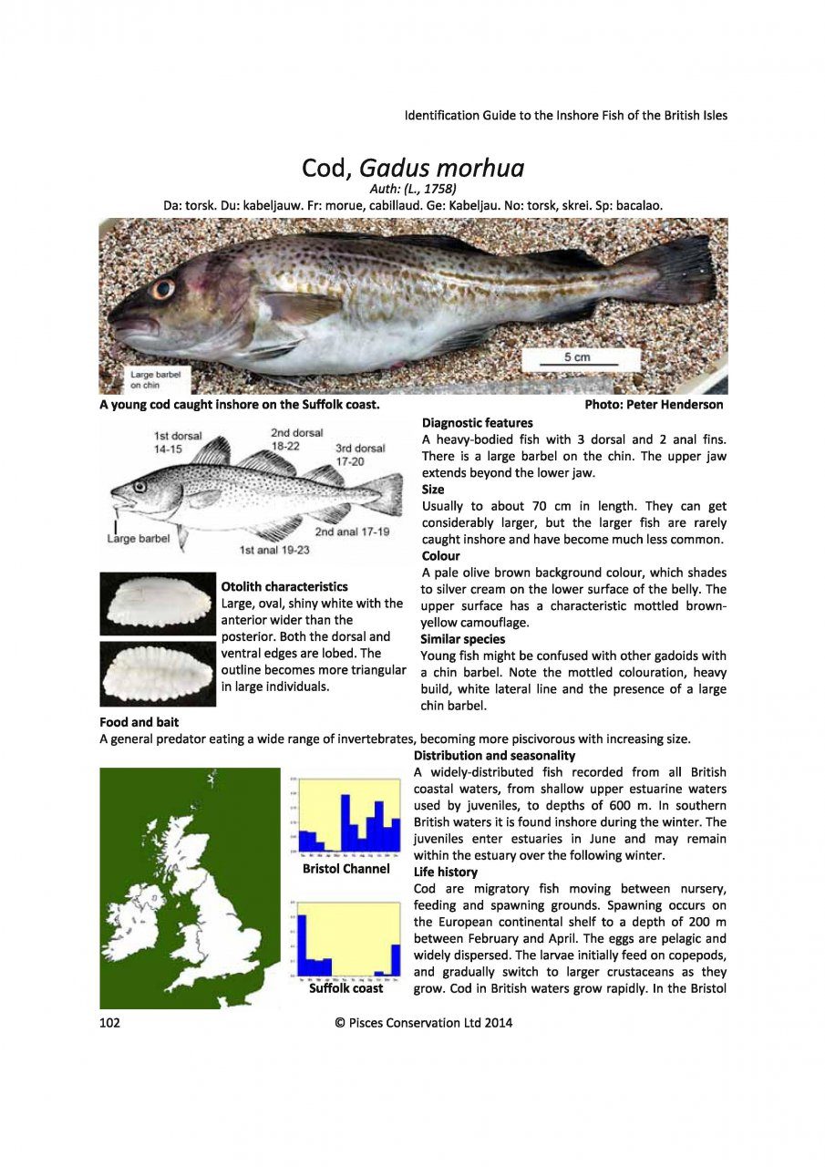 Inshore Fishes of Britain and Ireland