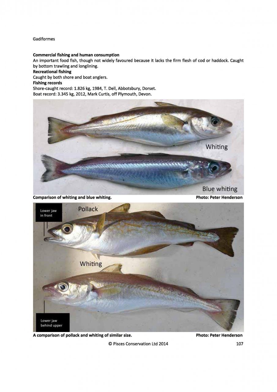 British Inshore Fish Guide Chart - £2.99