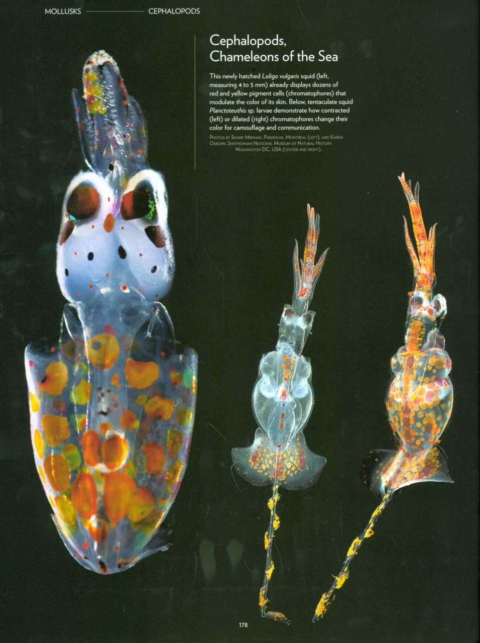 Plankton Wonders Of The Drifting World Nhbs Good Reads
