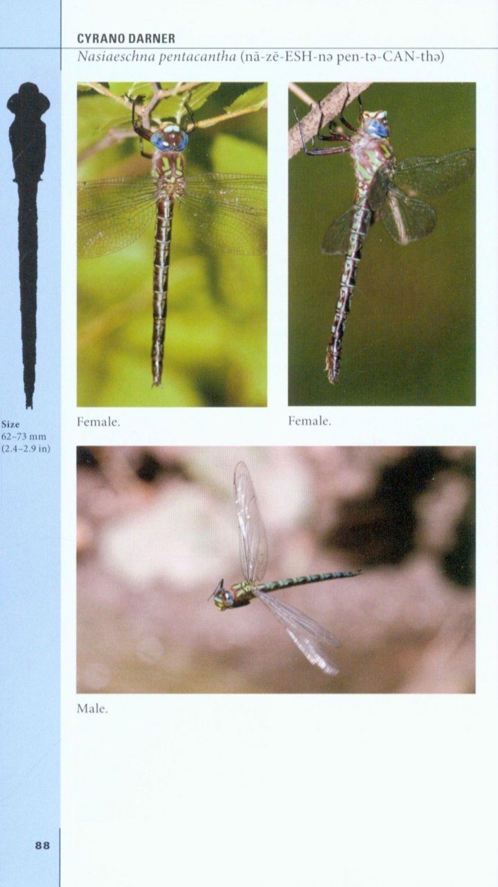 Dragonflies Of Texas A Field Guide John C Abbott Nhbs