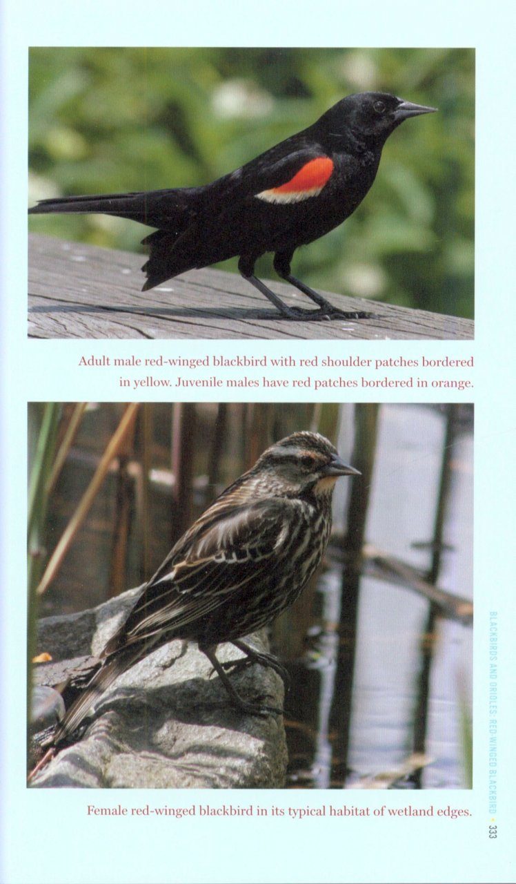 Field Guide To The Neighborhood Birds Of New York City