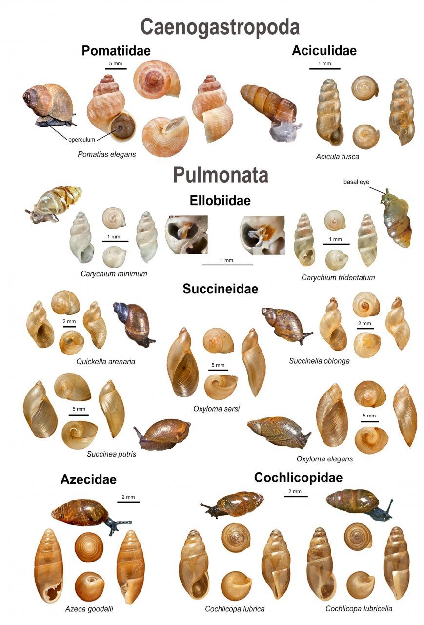 Snail Identification Chart