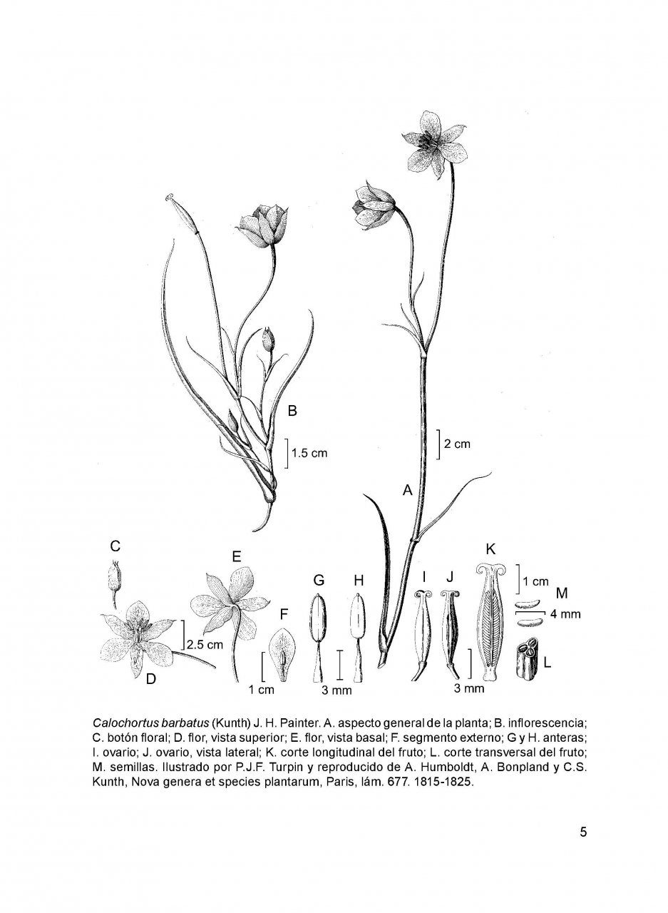 Flora del Bajío y de Regiones Adyacentes, Volume 184: Calochortaceae ...