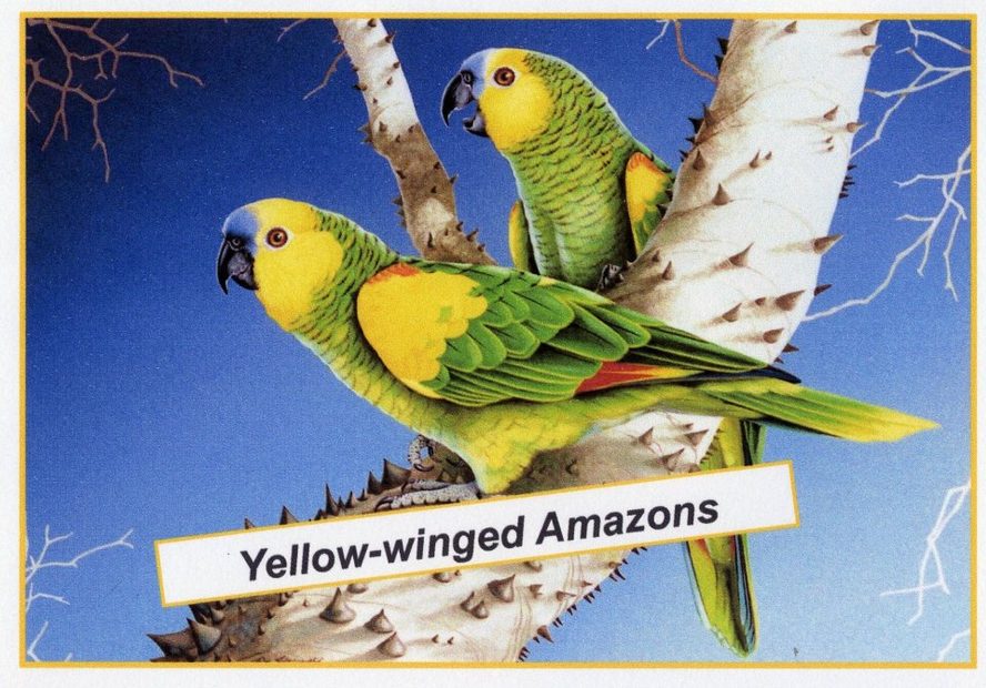 Yellow-Winged Amazons Poster