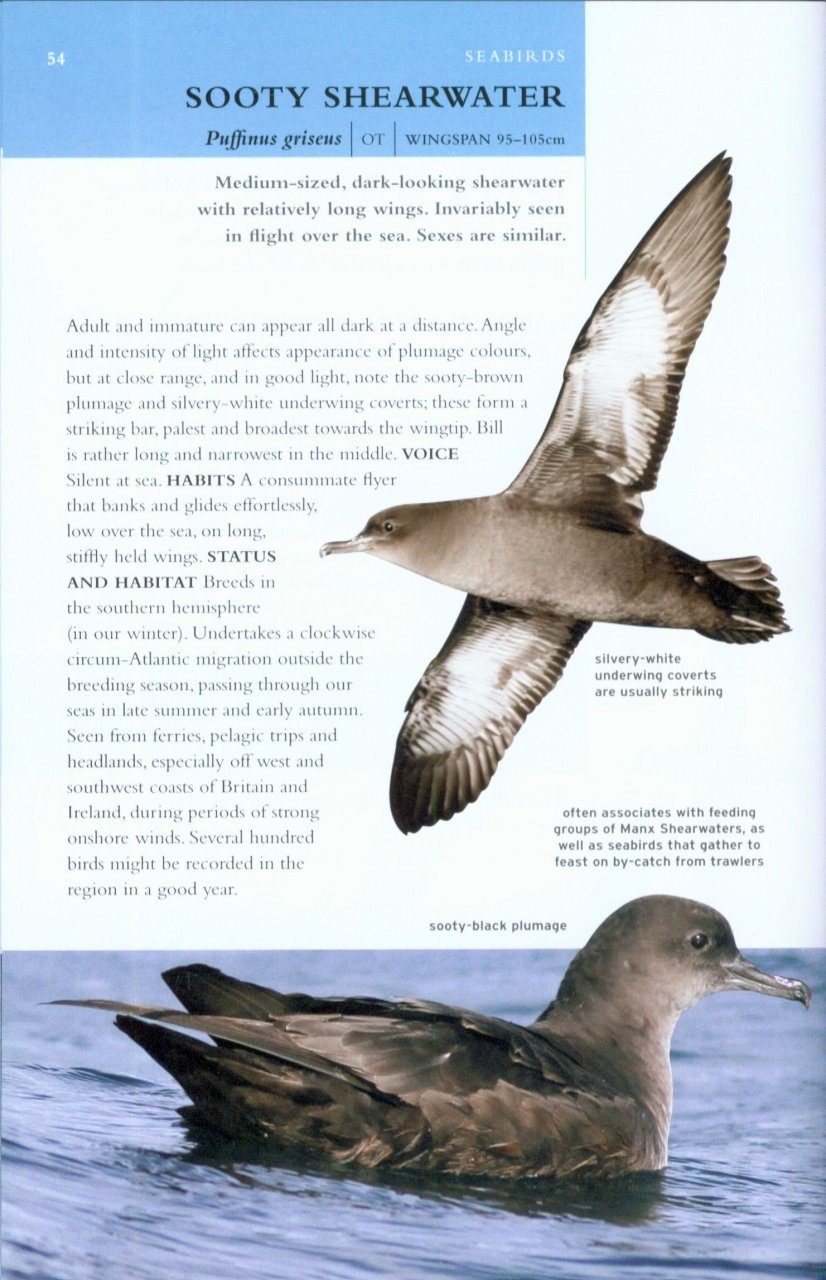 Collins Bto Guide To Rare British Birds Nhbs Field