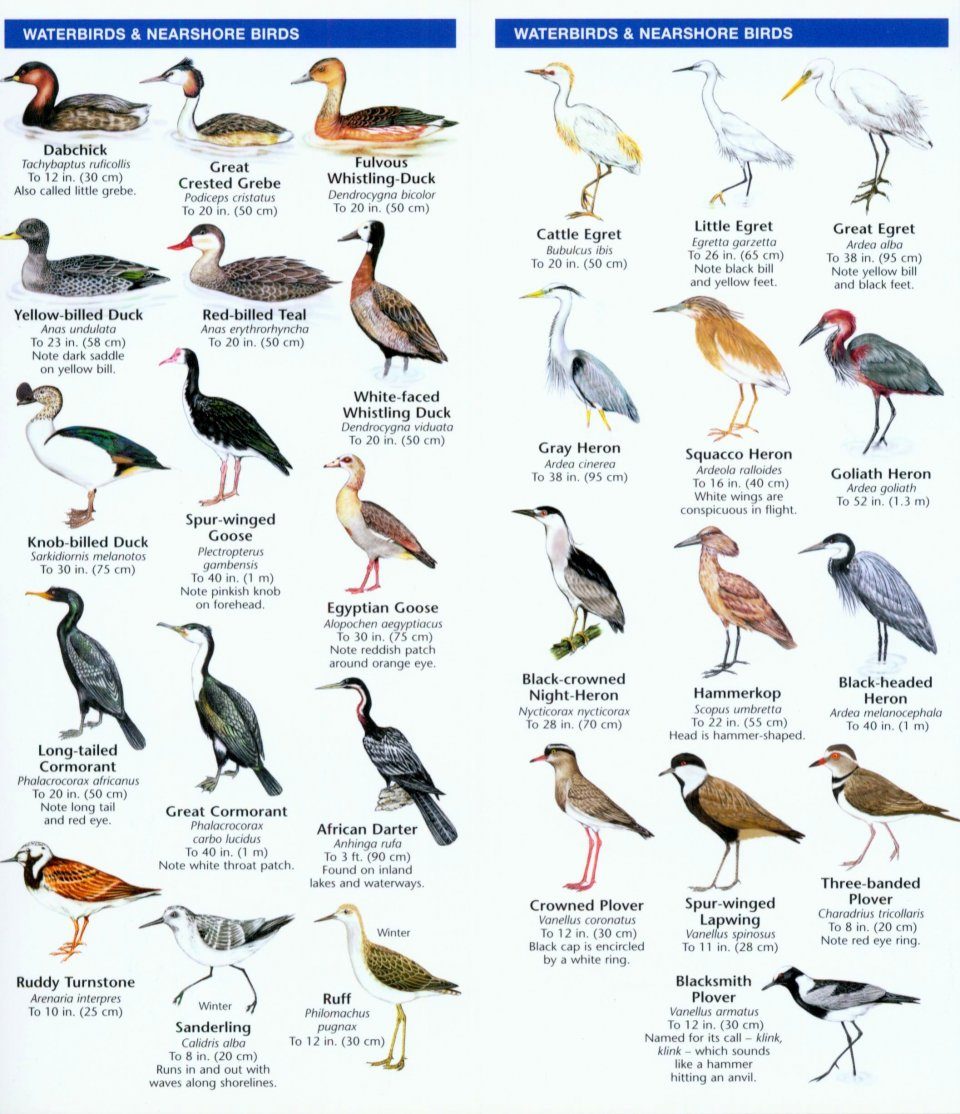East Africa Birds Nhbs Field Guides Amp Natural History