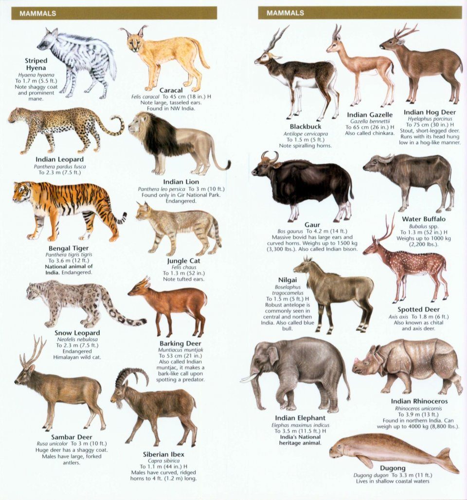 India Wildlife: A Folding Pocket Guide to Familiar Animals | NHBS Field  Guides & Natural History
