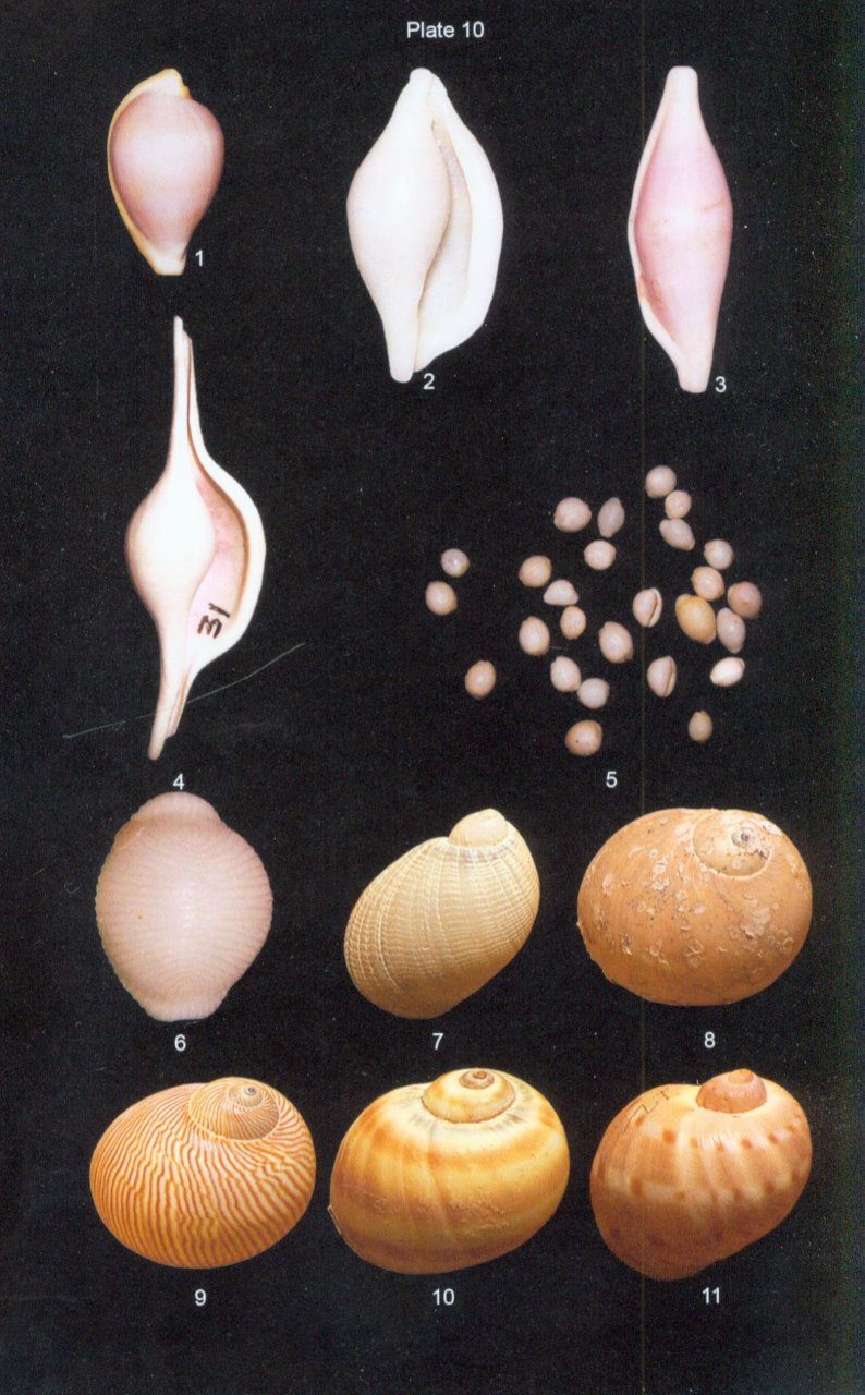 Sea Shells of India: An Illustrated Guide to Common Gastropods