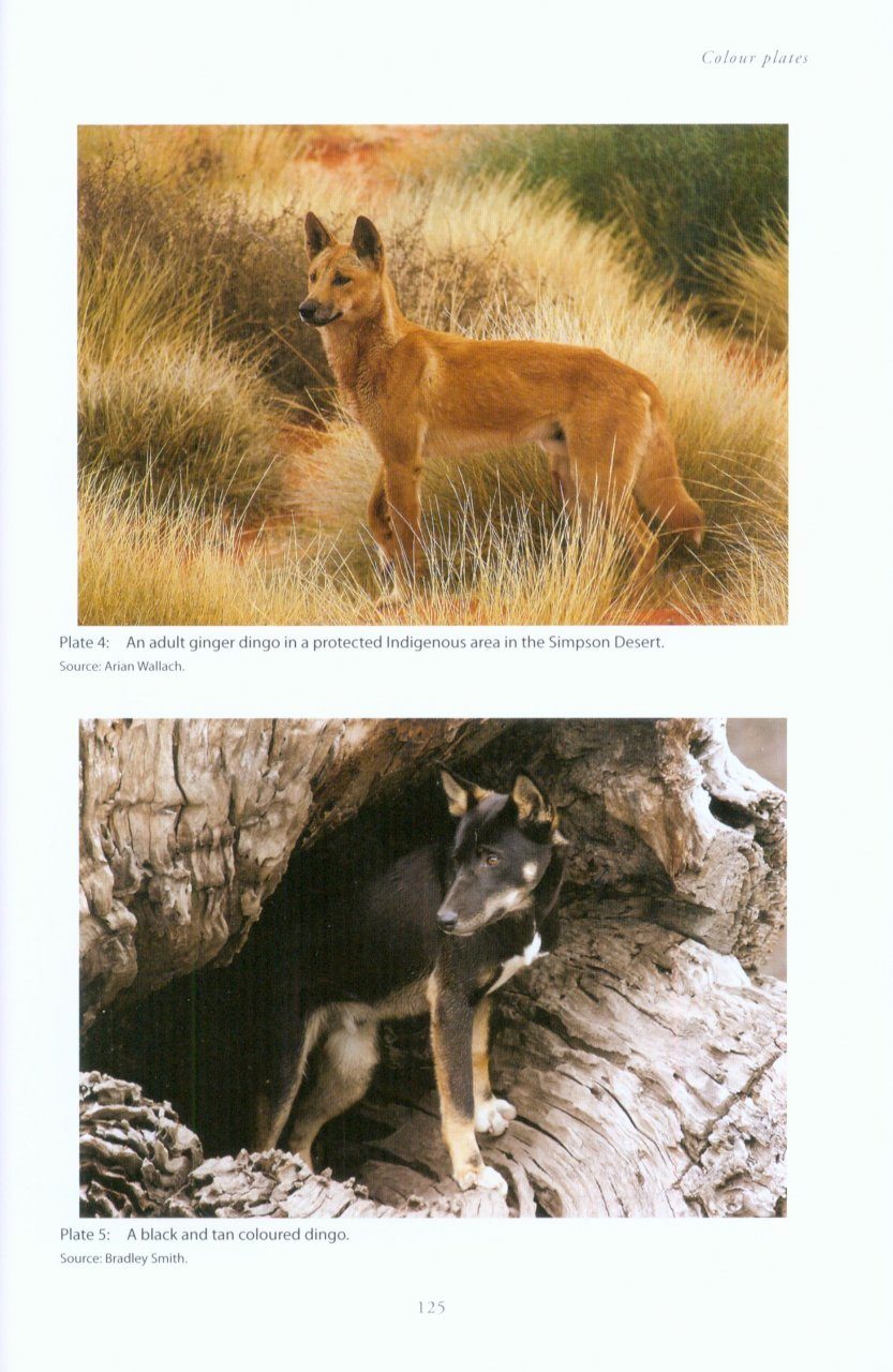 Dingo: the charismatic and controversial canid