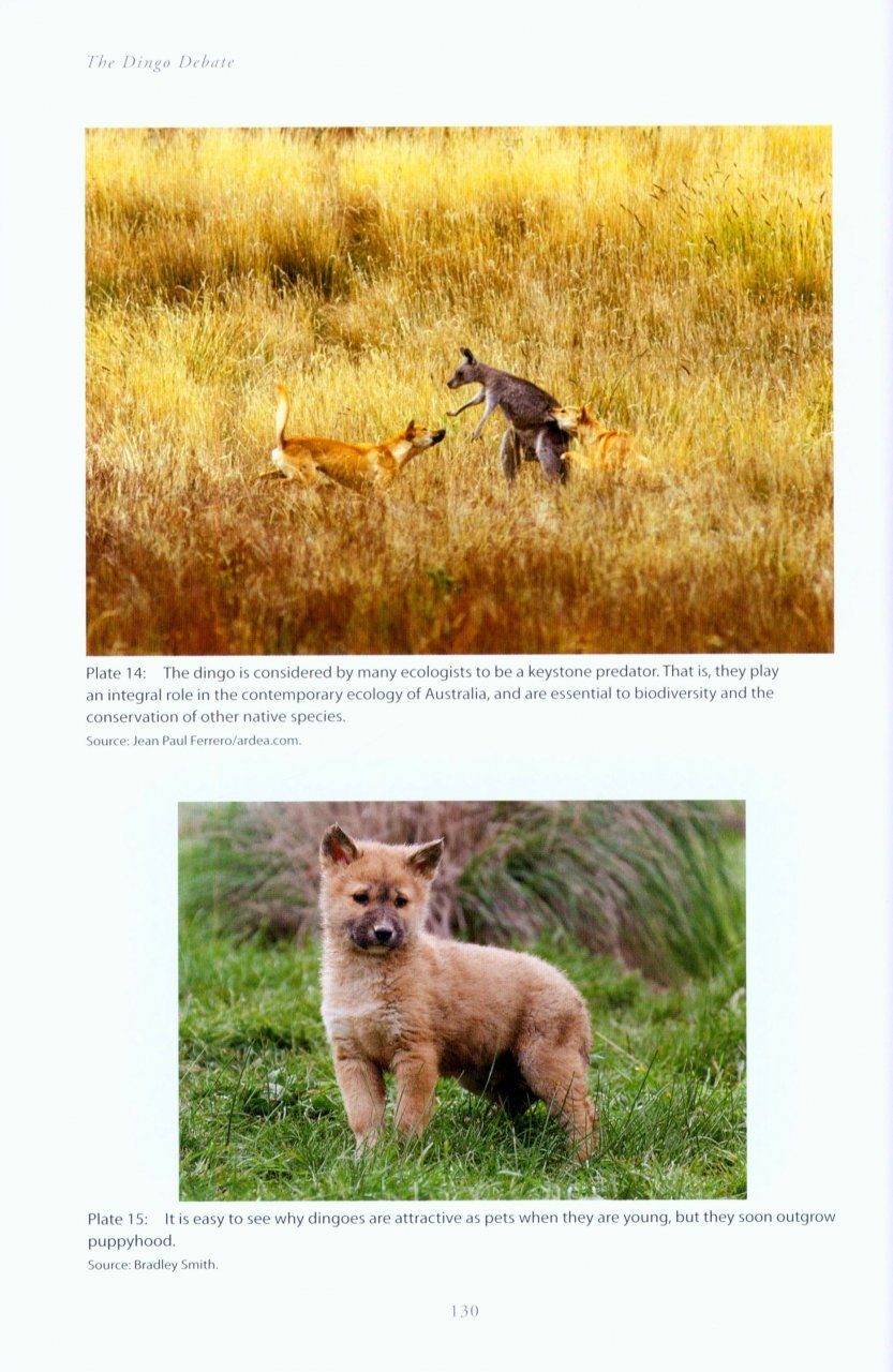 Dingo: the charismatic and controversial canid