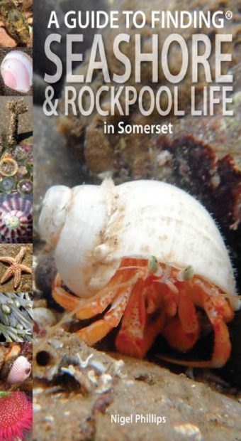 A Guide to Finding Seashore & Rockpool Life in Somerset