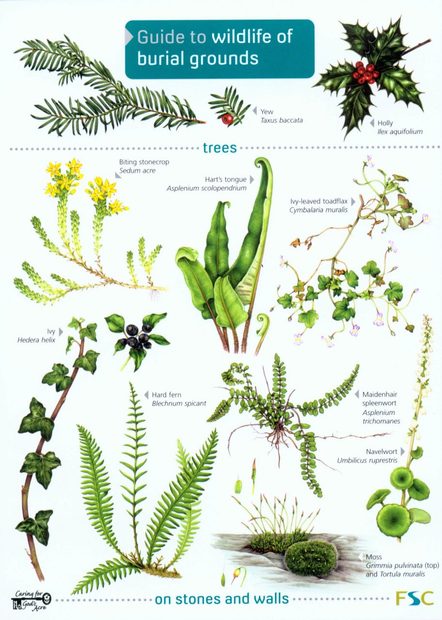 Guide to Wildlife of Burial Grounds