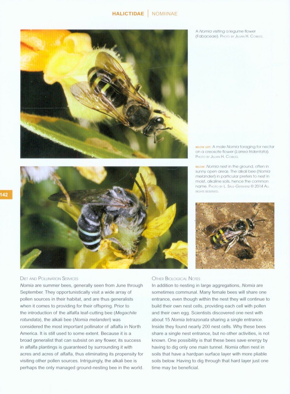 The Bees In Your Backyard A Guide To North America S Bees Nhbs Field Guides Amp Natural History