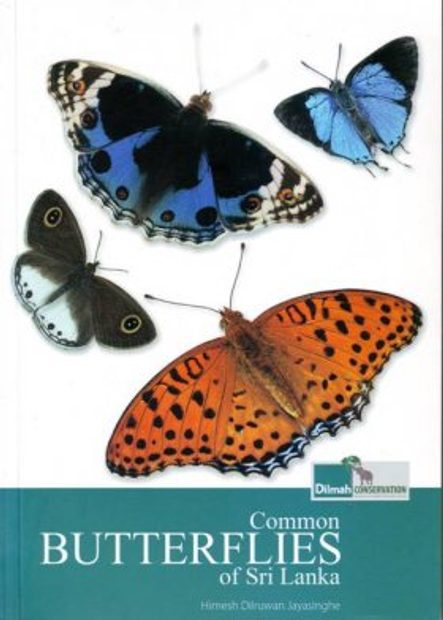 Common Butterflies of Sri Lanka