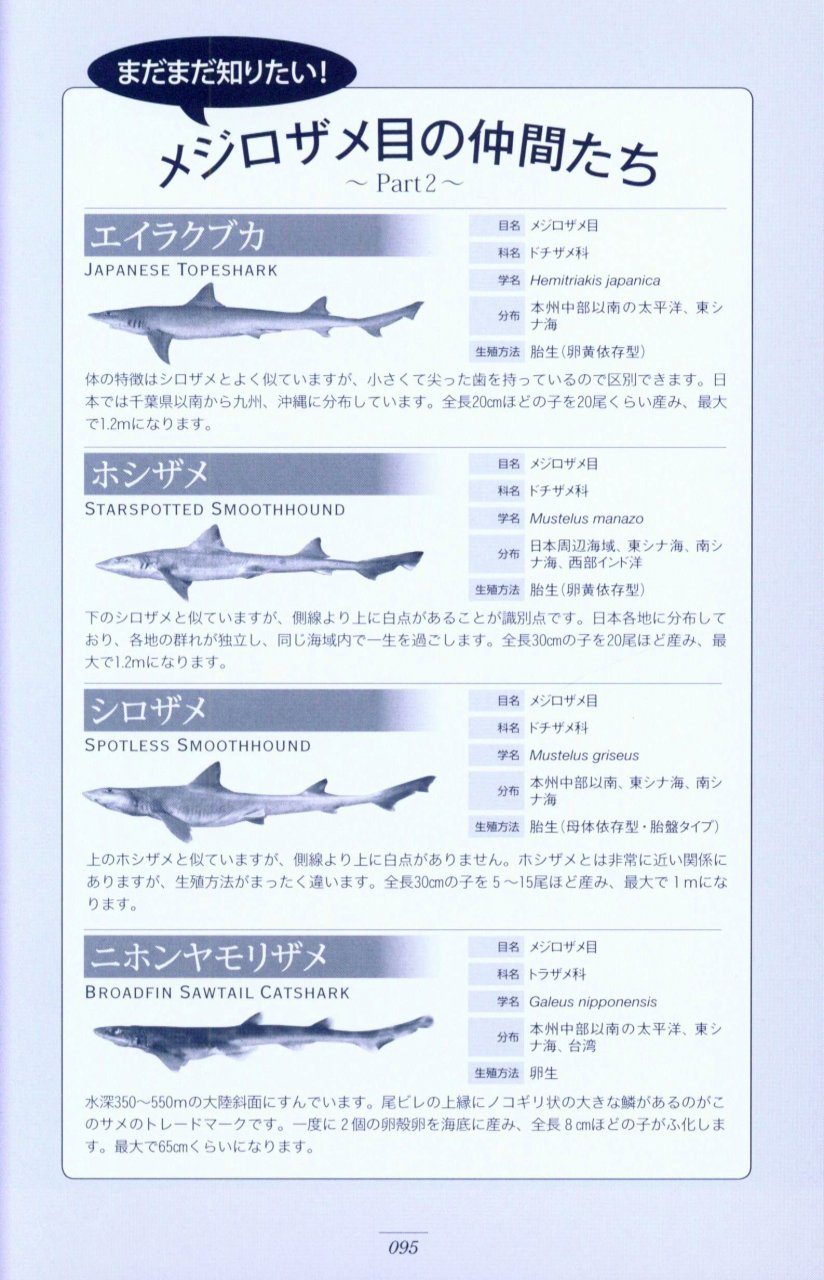 Sekai No Utsukushi Same Zukan Beautiful Sharks Around The World Nhbs Academic Professional Books