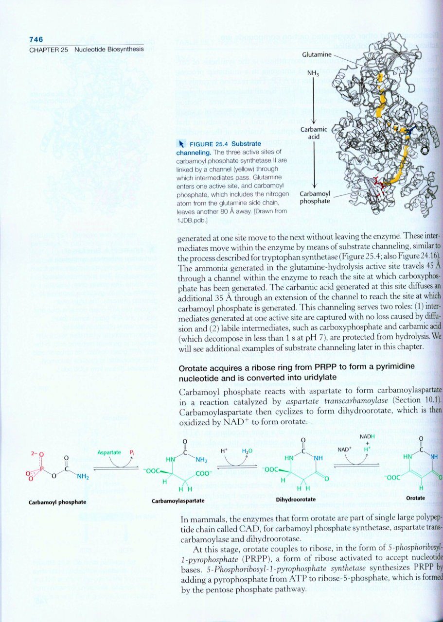 Biochemistry Jeremy M Berg John L Tymoczko Gregory J