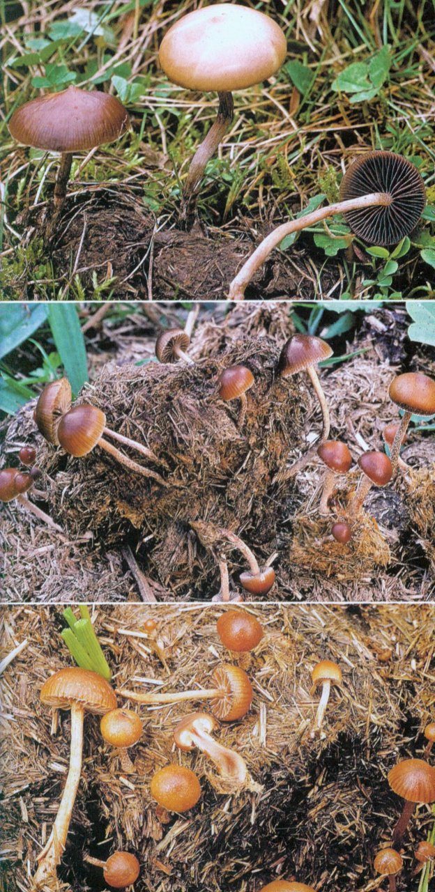 Guide des Champignons de France et d'Europe [Guide to the Mushrooms of  France and Europe]