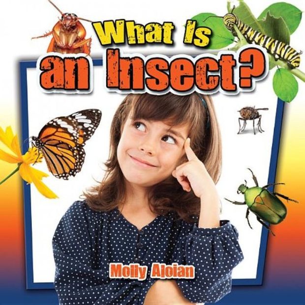 What is an Insect?