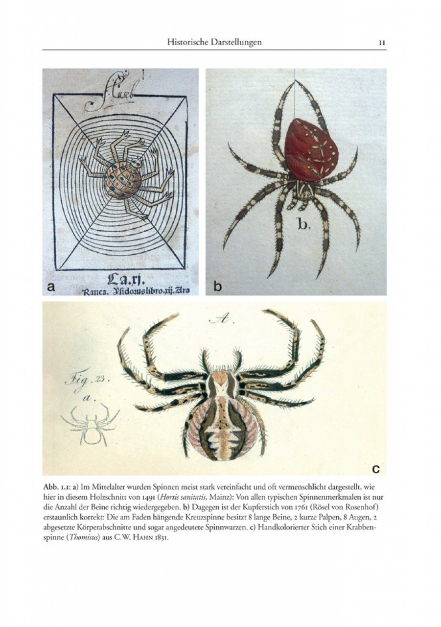 Biologie Der Spinnen Biology Of Spiders Nhbs Academic
