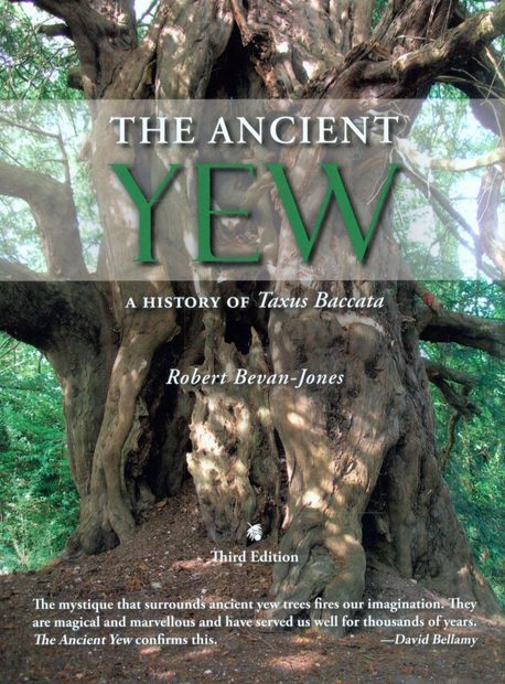 The Ancient Yew