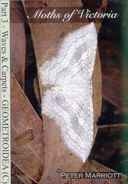Moths of Victoria, Part 3: Waves and Carpets and Allies – Geometroidea (C)