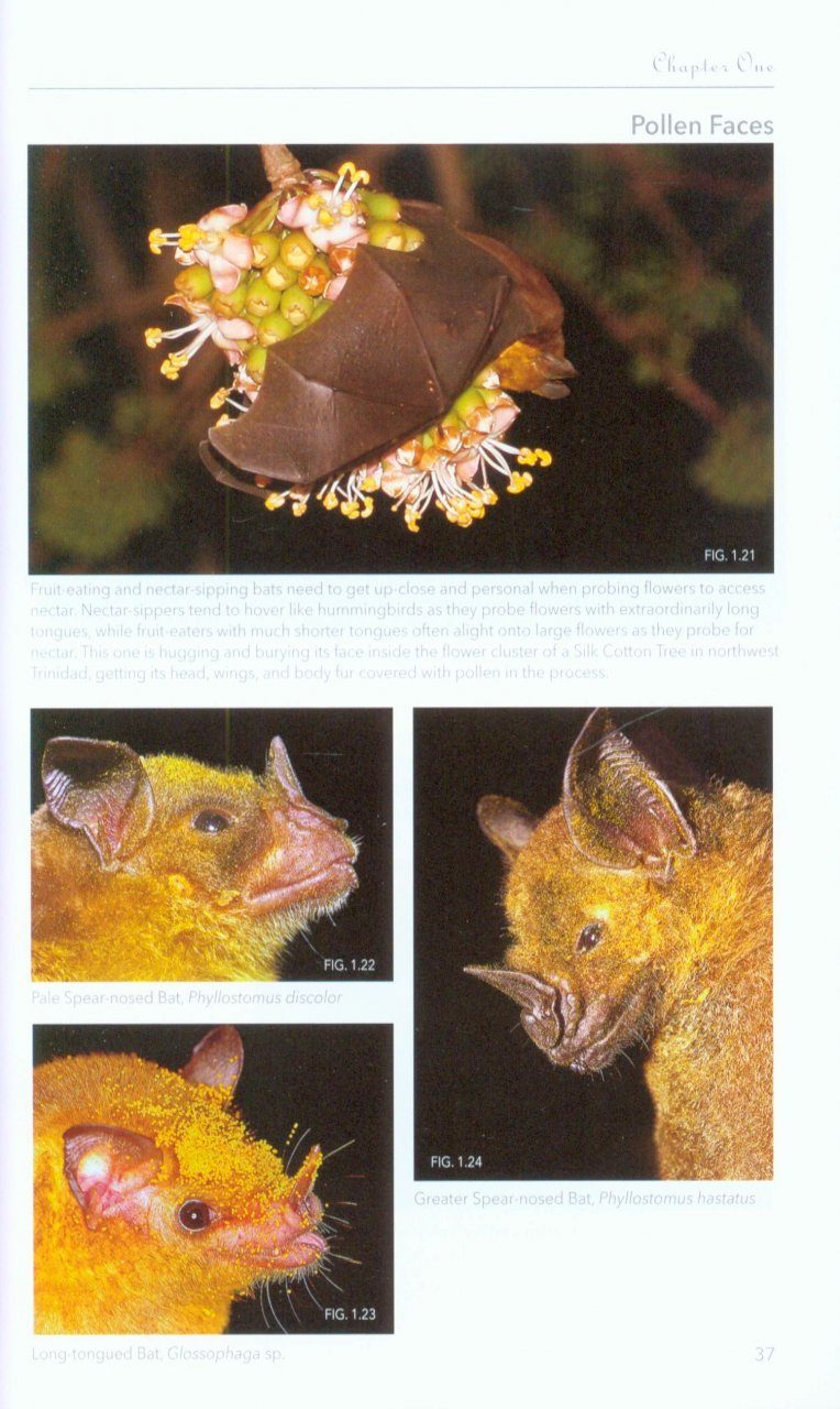 Bats Of Trinidad And Tobago A Field Guide And Natural