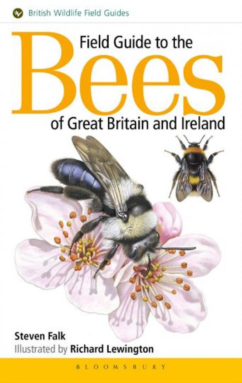 Bee Species Identification Chart