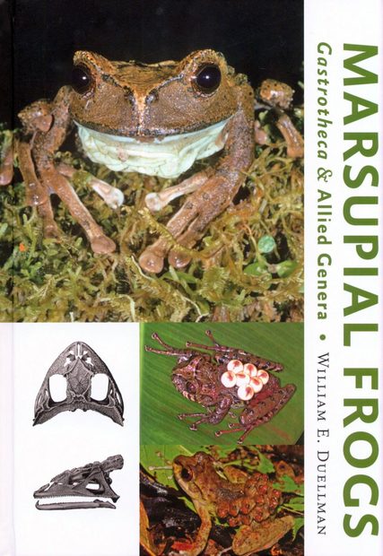 Marsupial Frogs