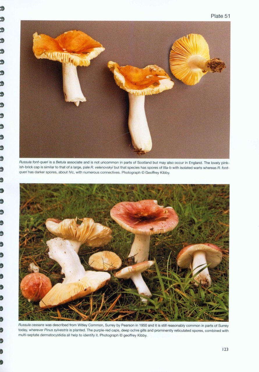 The Genus Russula In Great Britain With Synoptic Keys To Species The Genus Russula In Great Britain With Synoptic Keys To Species