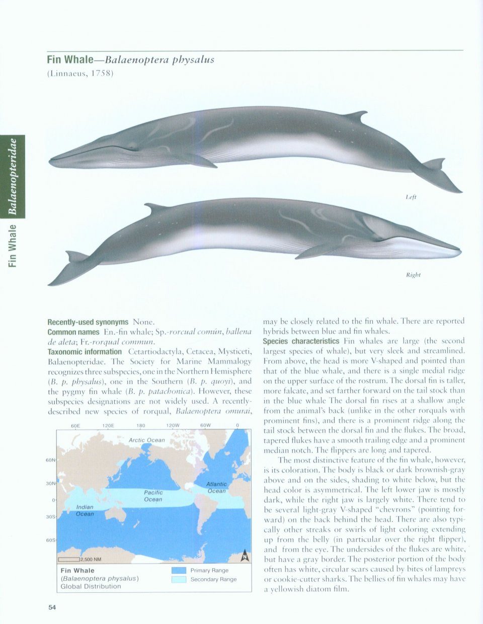 Marine Mammals Of The World A Comprehensive Guide To